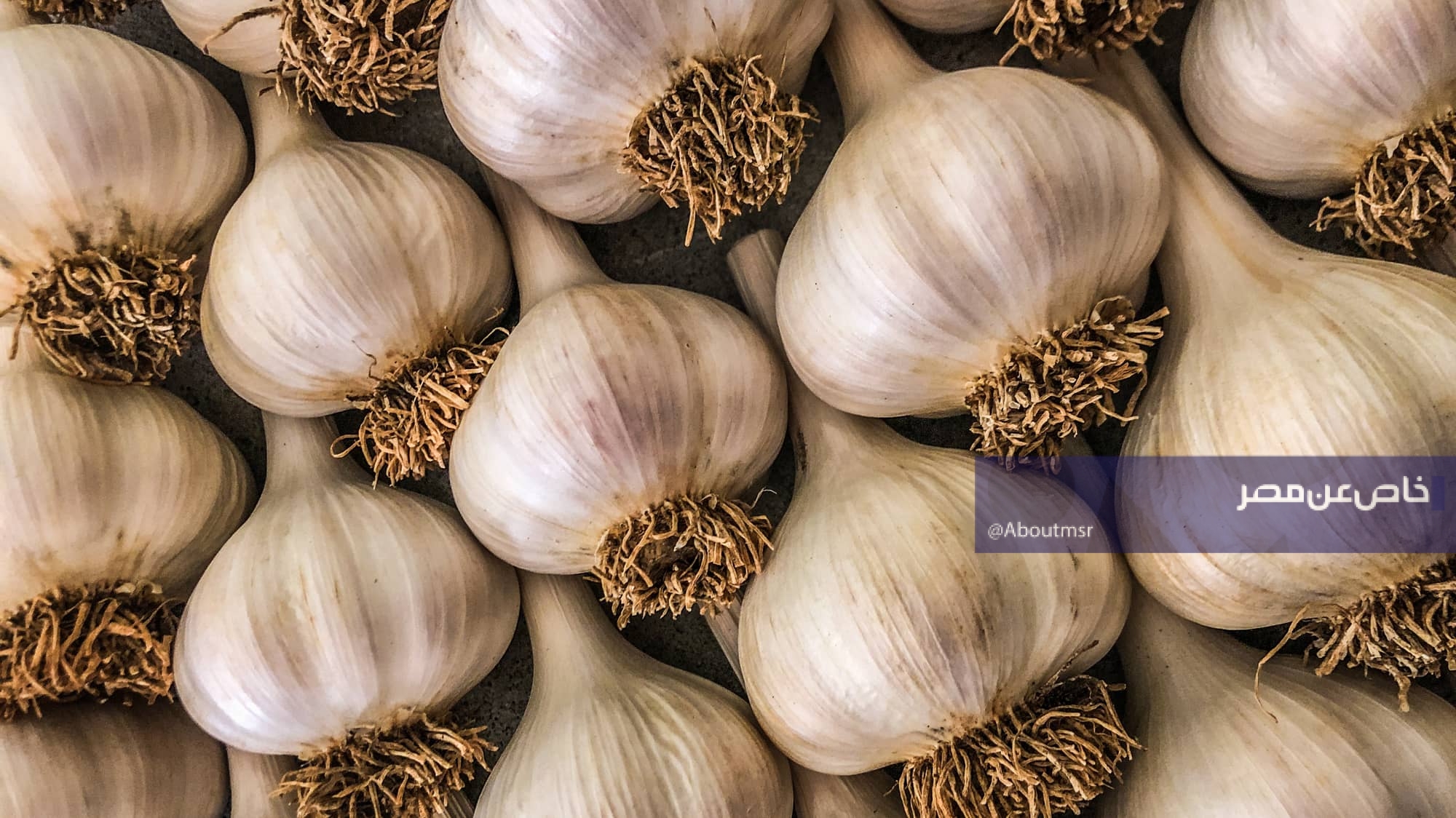 60 ألف جنيه خسارة في الفدان.. ماذا يحدث لأصحاب 100 ألف فدان ثوم في مصر الآن؟