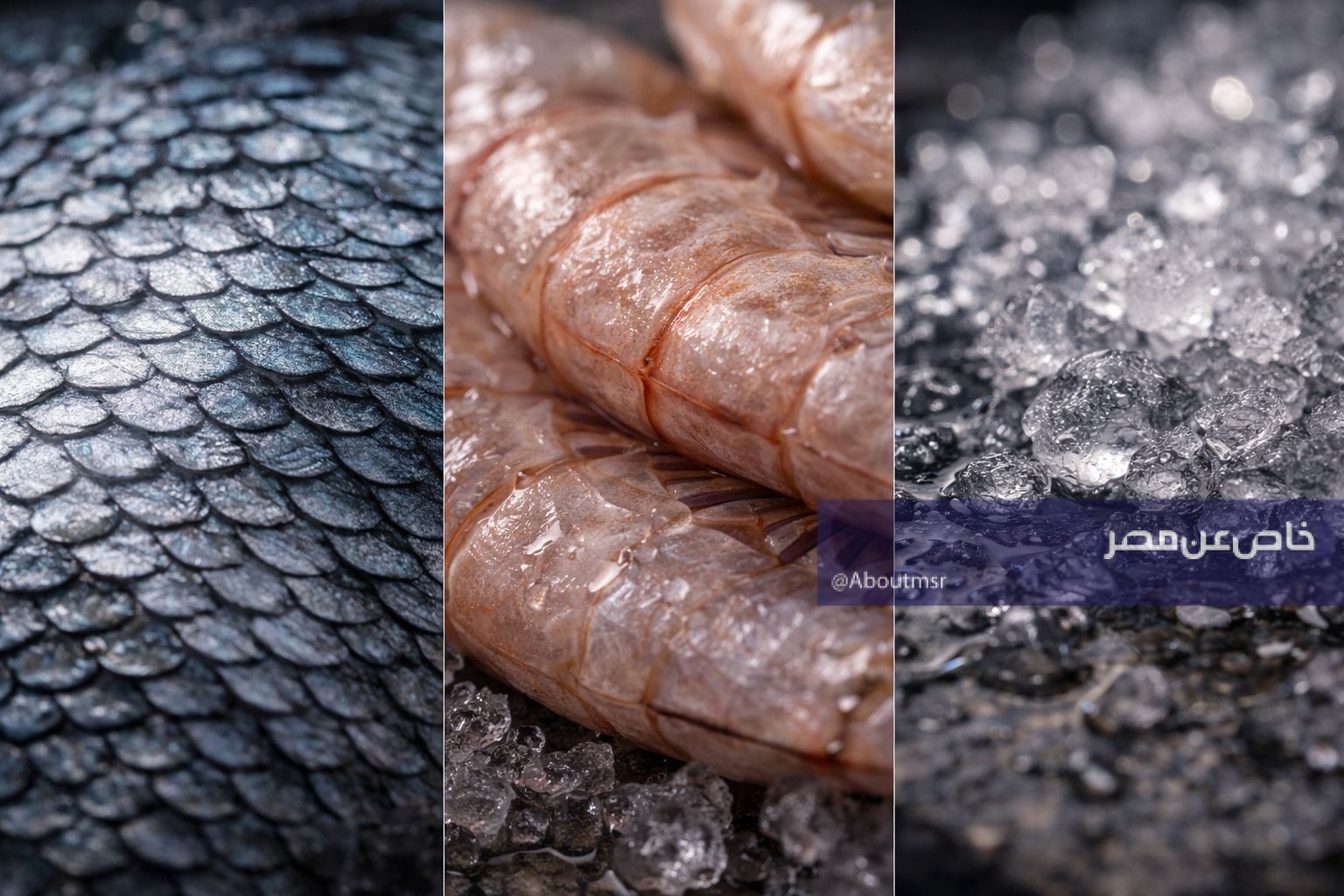 أسعار الأسماك اليوم الأحد 29 مارس 2026.. بكم البلطي في سوق العبور؟