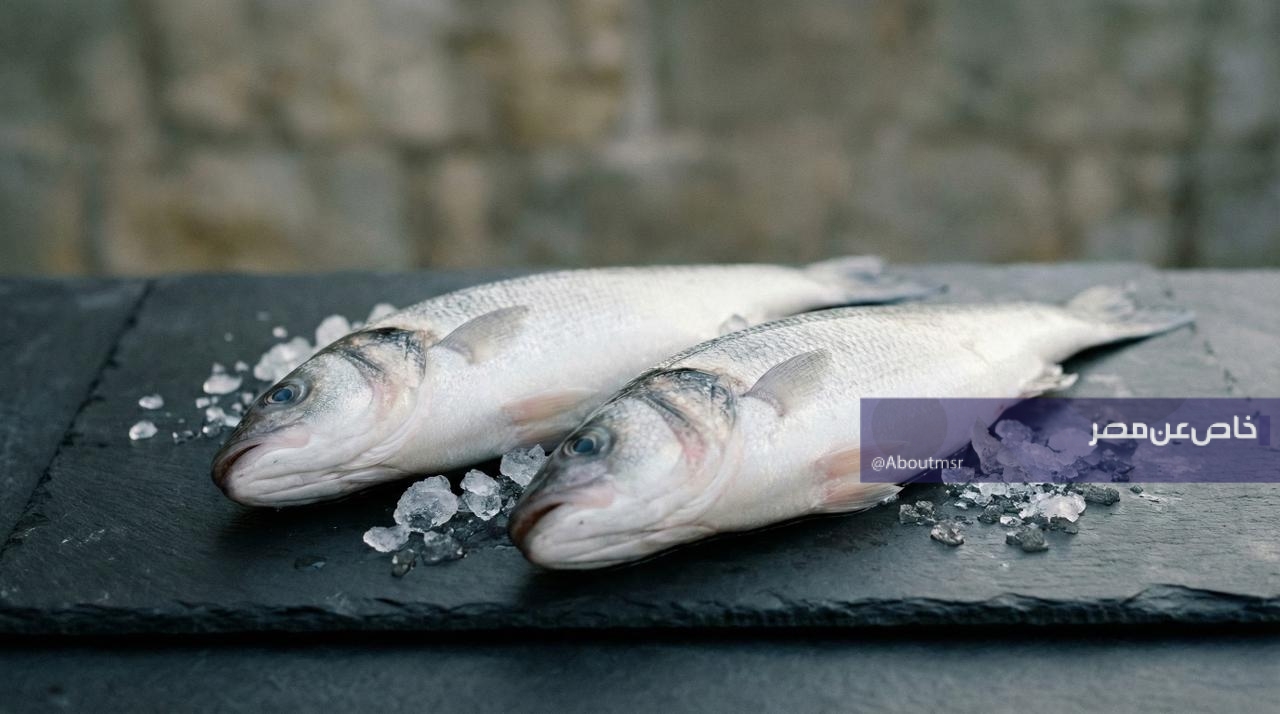 لأول مرة.. مصر تنجح في تفريخ أسماك البوري صناعيًا لزيادة الاستزراع البحري