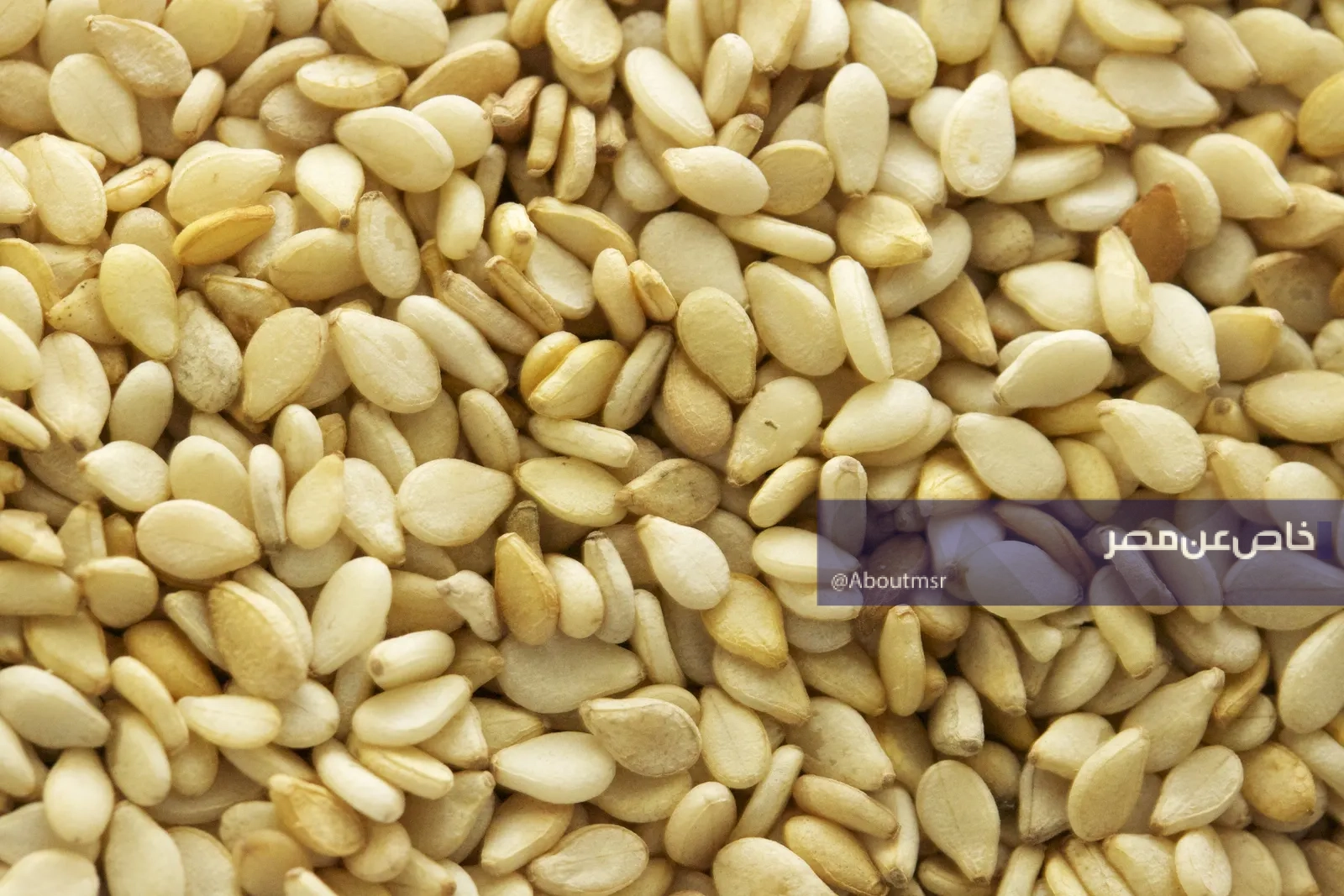 أكبر دول العالم في استيراد السمسم.. ما هو مركز مصر والسعودية؟