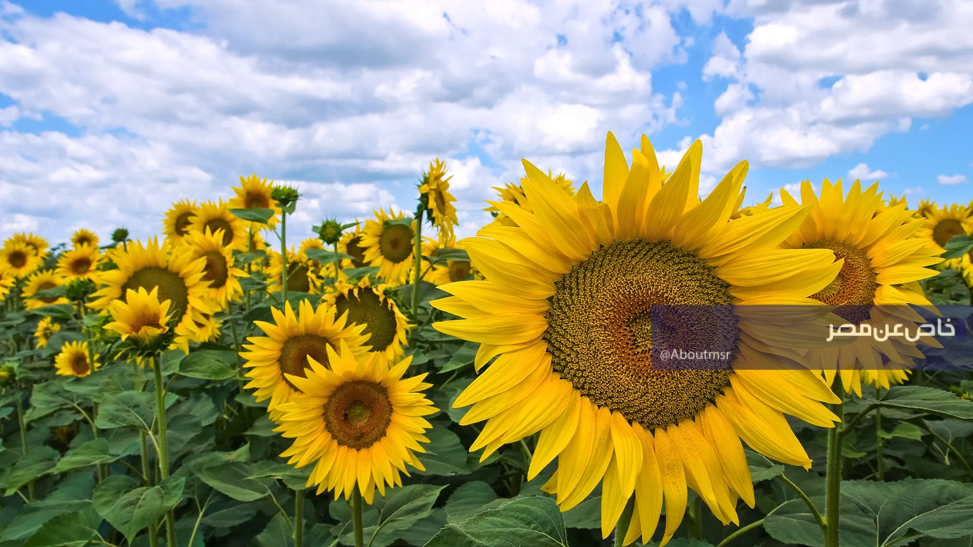 أكبر دول العالم في تصدير عباد الشمس.. دولتان إسلاميتان بالقائمة