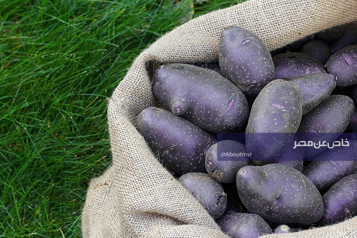 الأغرب في الطعم والشكل على الإطلاق.. هل تزرع مصر البطاطس البنفسجي قريبًا؟