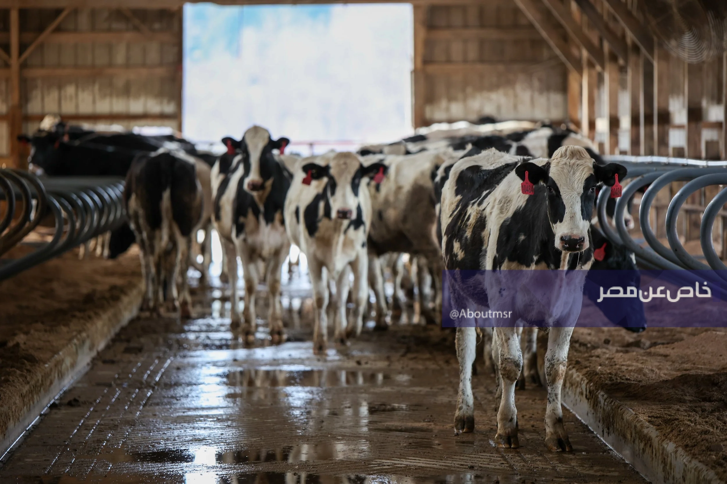 الجزائر تنتظر مليون رأس أضحية مستوردة.. وسعر مفاجئ للواحدة