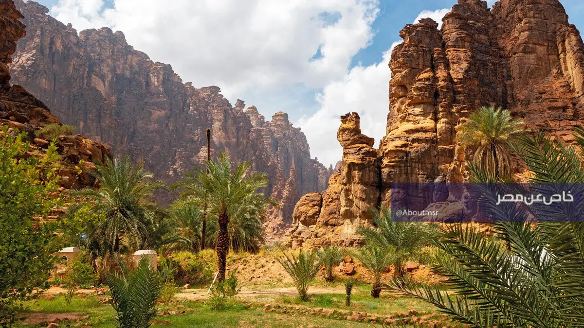 “الذعرة الصفراء” يظهر في السعودية.. أبرز الطيور النادرة وهذه أهم مواصفاته 