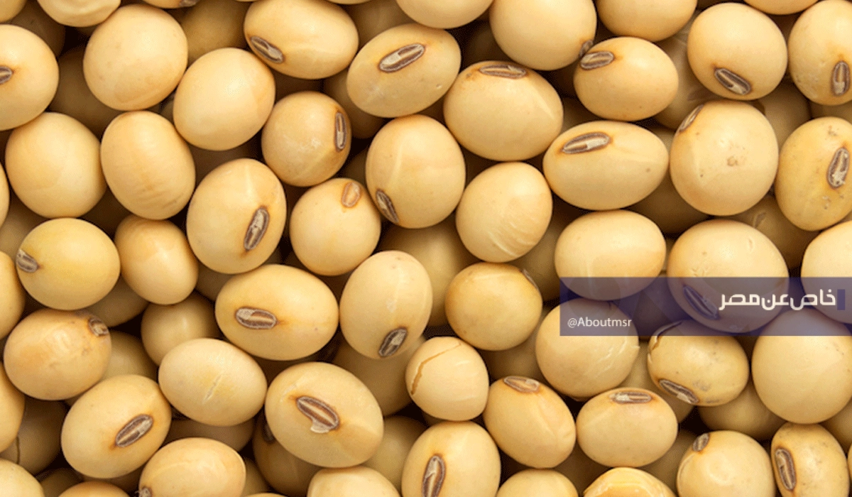 بذور من ذهب.. لماذا تخطط مصر للتوسع في زراعة فول الصويا؟