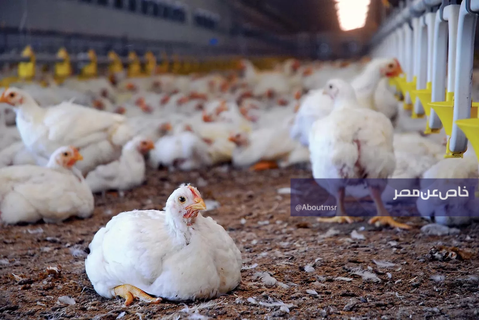 بشرى سارة للمصريين.. موعد تراجع أسعار الفراخ إلى 80 جنيهًا للكيلو