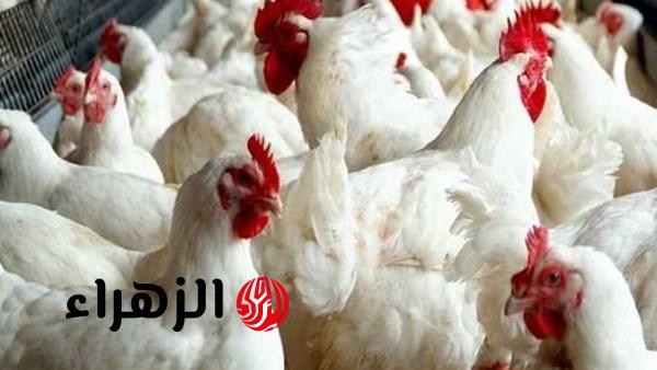 بورصة الدواجن اليوم .. شوف حصل اية في أسعار الفراخ البيضاء اليوم السبت 28 مارس 2026 والكتاكيت والبيض وسعر كيلو الدجاج بالأسواق