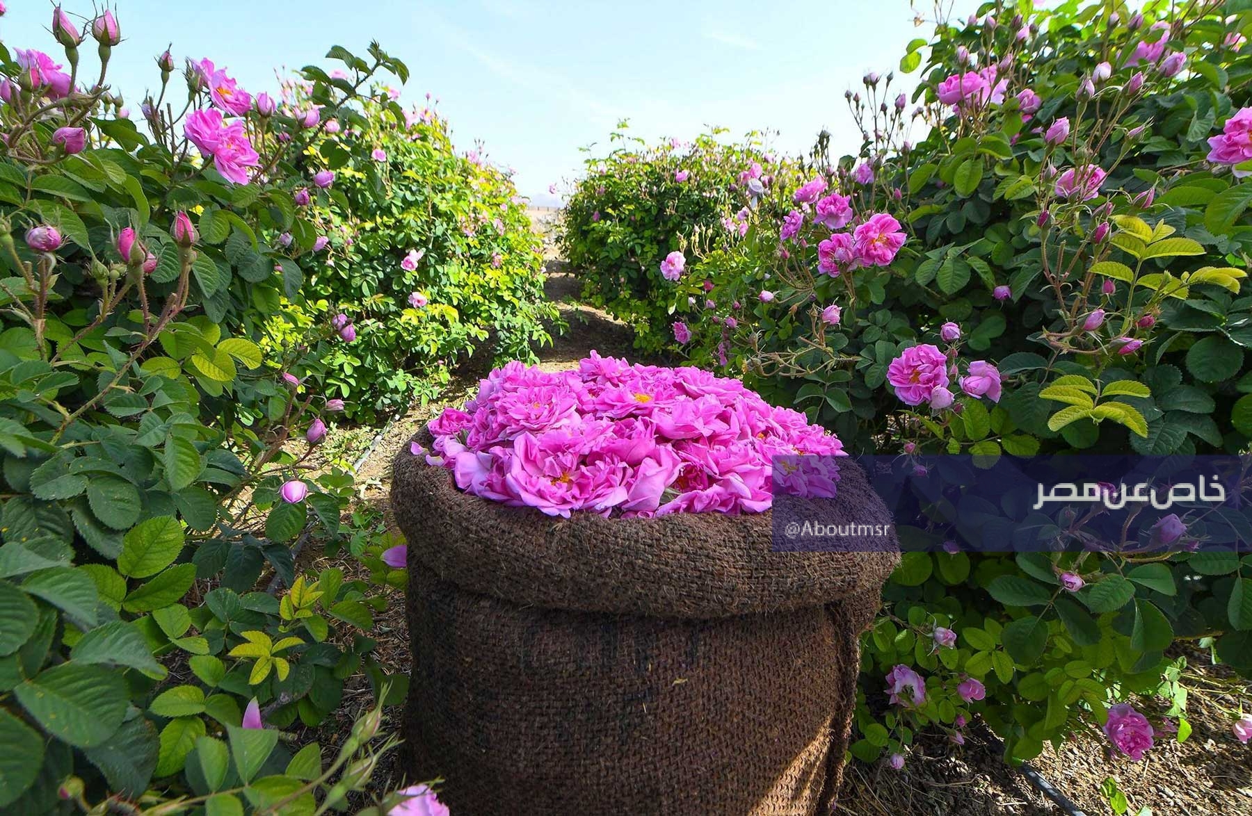 تجارة من نوع خاص.. إقبال دولي كبير على الورد السعودي وهذه أبرز مناطق زراعته