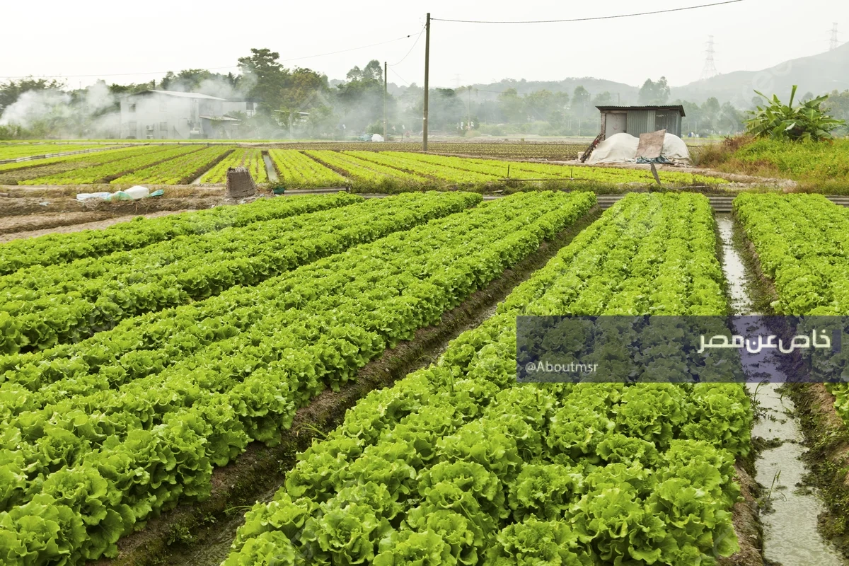 تحذير للراغبين في شراء أراضٍ بالـ 1.5 مليون فدان.. وسيلة وحيدة للانتفاع بالأراضي