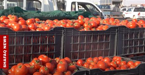 تقرير أسعار اليوم: ارتفاع في الطماطم والدواجن وانخفاض في الذهب