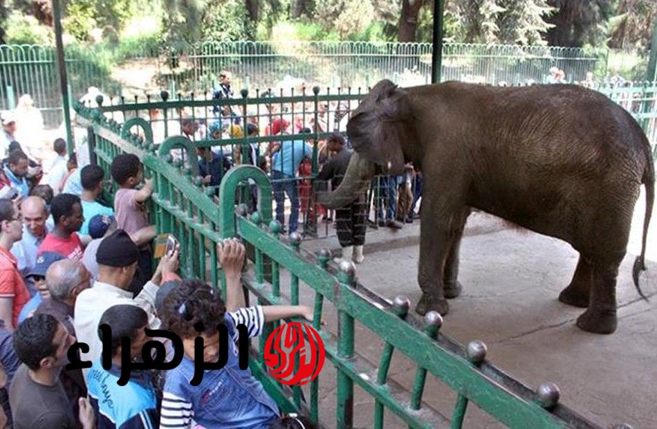 حديقة حيوان الجيزة في ثوبها الجديد تستقبل زوارها في هذا الموعد