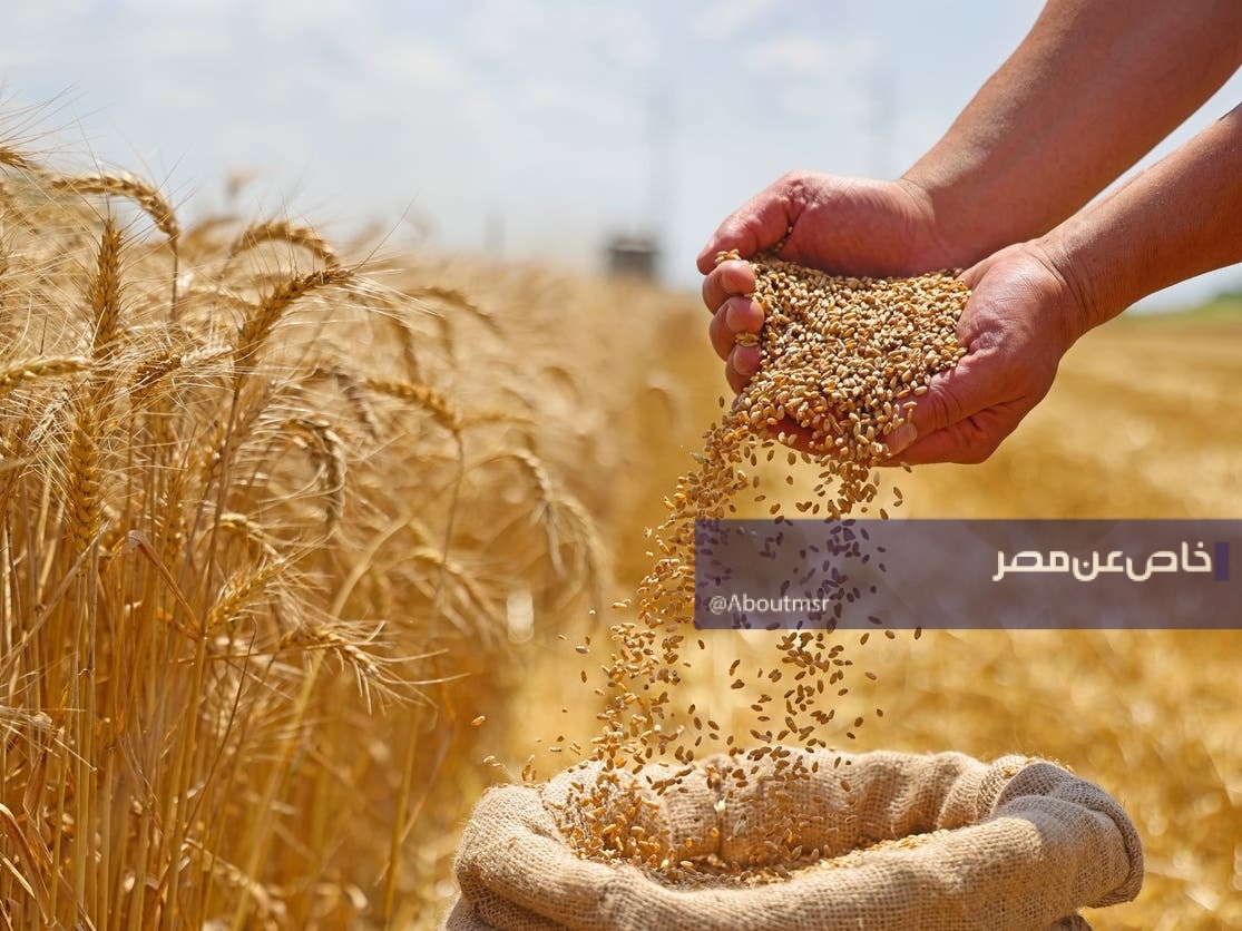 خطة الـ 5 ملايين فدان.. مصر تسعى إلى زيادة إنتاج القمح محليًا بهذه الكمية
