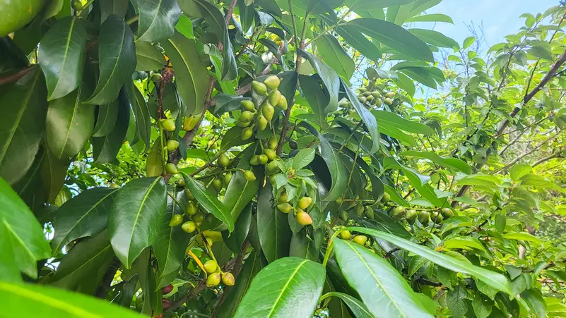 ذهب في قلب الصحراء.. نبات تزرعه مصر سيدر عليها المليارات