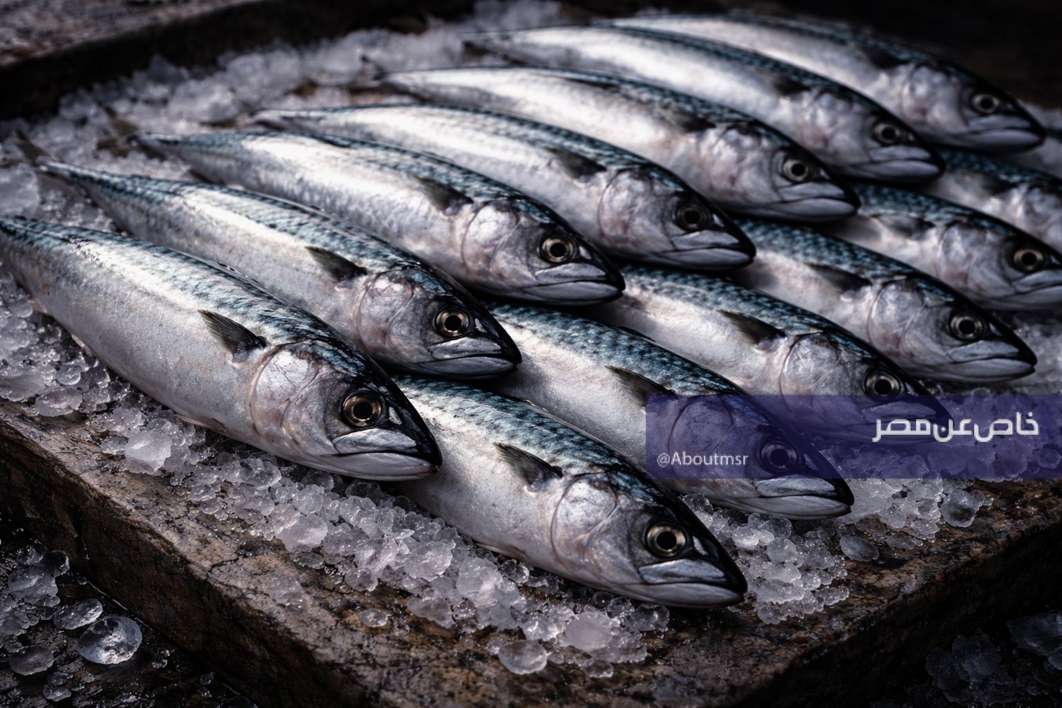 سعر السمك البلطي والبوري والجمبري اليوم الإثنين 30 مارس 2026.. بكم الكيلو؟