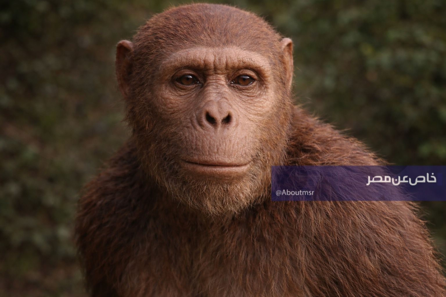 لغز عمره 18 مليون سنة يظهر في الصحراء المصرية يهز كل النظريات العلمية