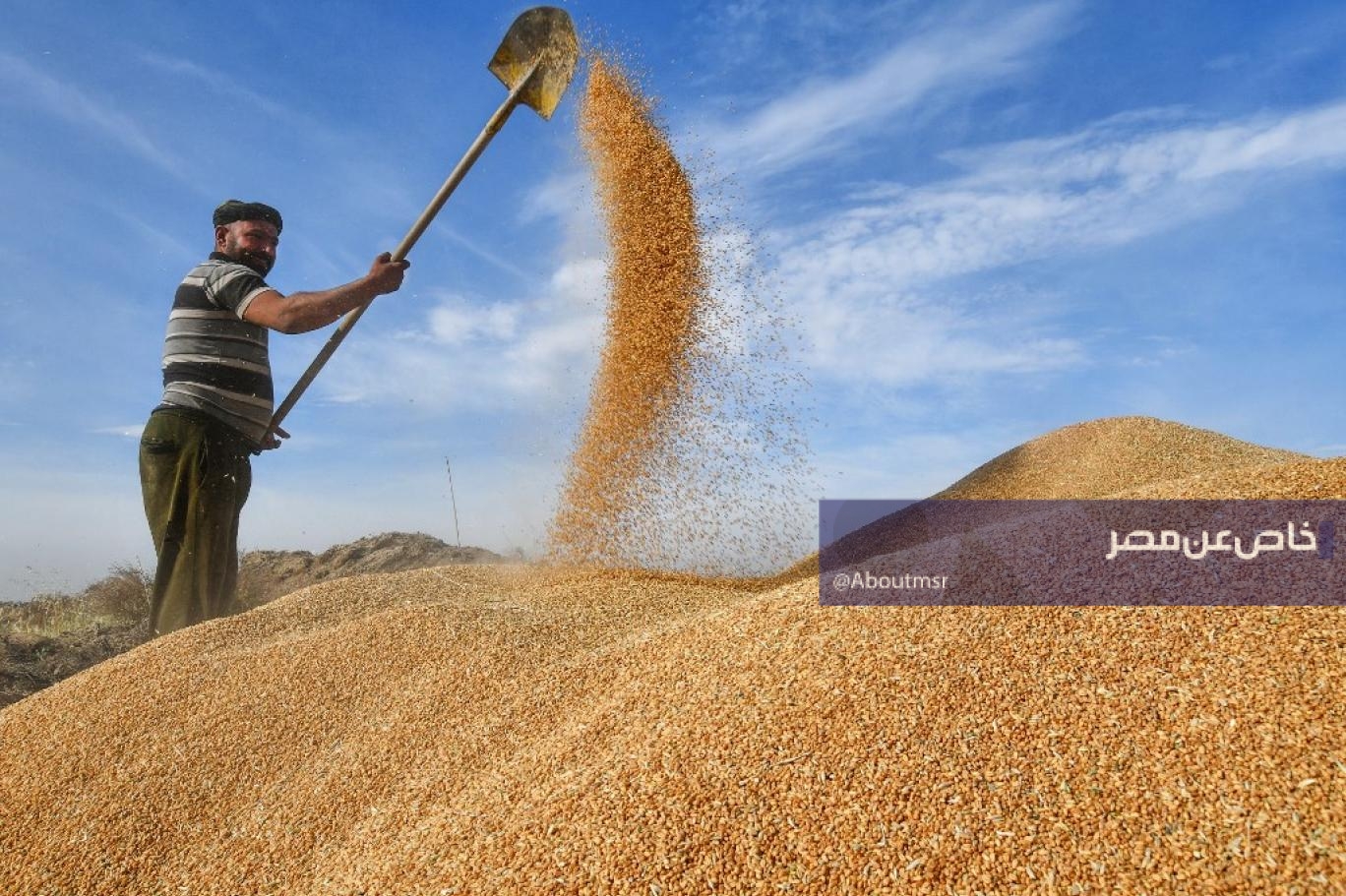 ليست مصر.. دولة عربية تعلن تحقيق الاكتفاء الذاتي من القمح بنهاية العام الحالي
