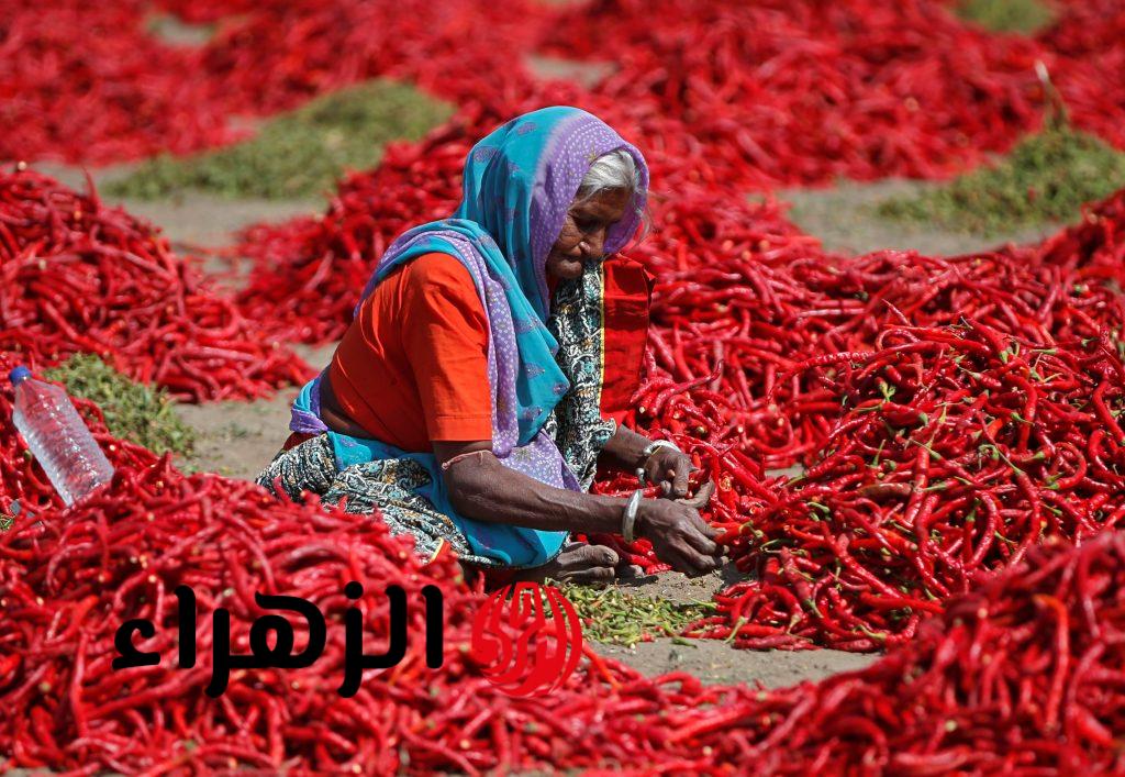 ماذا يحدث لجسمك عند تناول الفلفل الحار يومياً؟.. اكتشف الفوائد والمخاطر