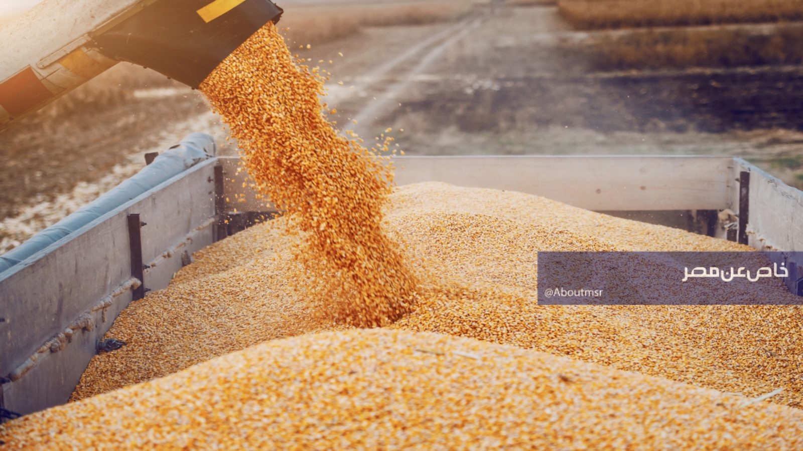 مع استمرار حرب إيران وأمريكا.. كم يتبقى من مخزون مصر الاستراتيجي للقمح؟