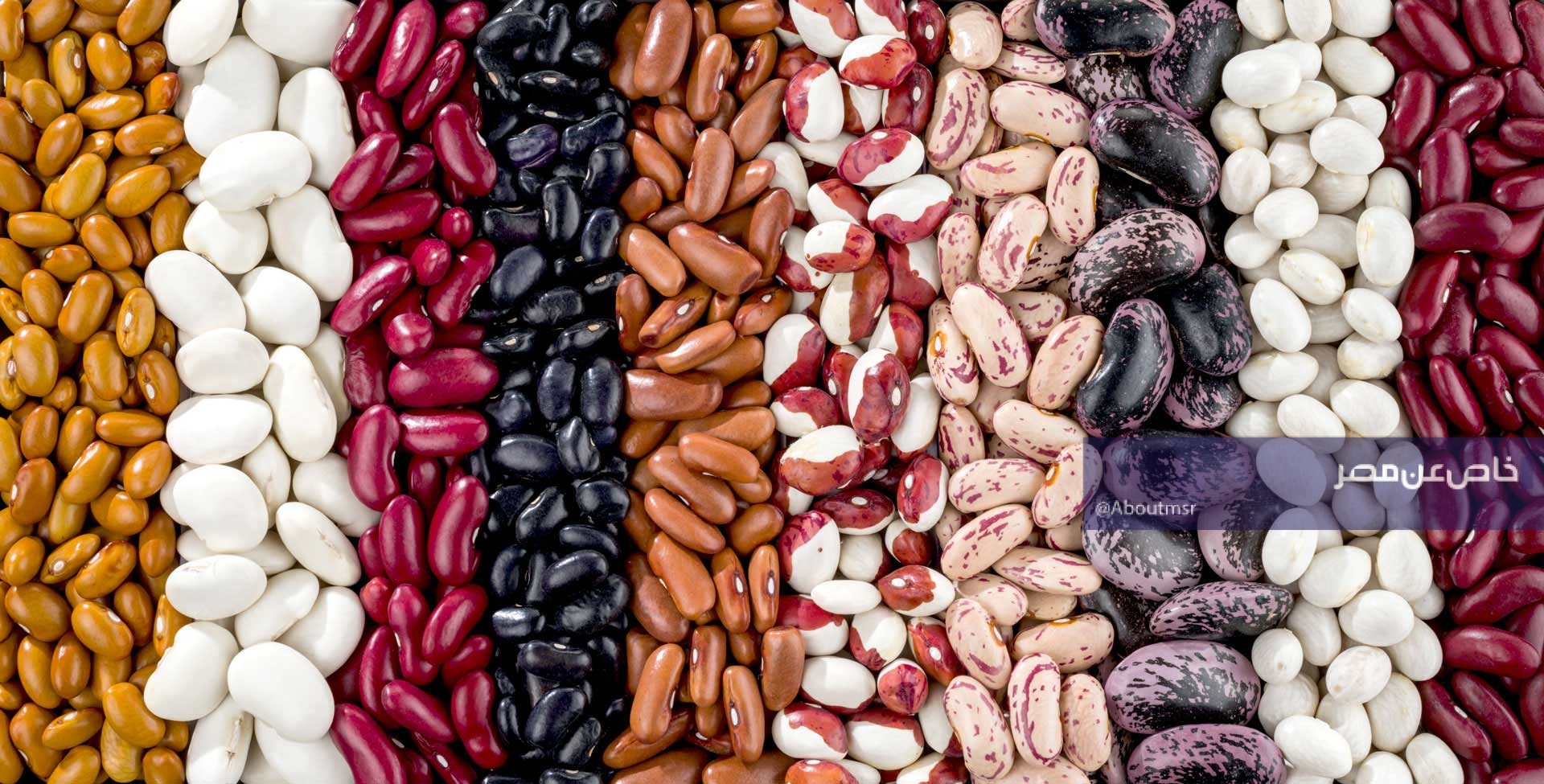 مفاجأة المحاصيل المصرية.. هل تصل صادرات الفاصوليا إلى 500 ألف طن خلال 2026؟