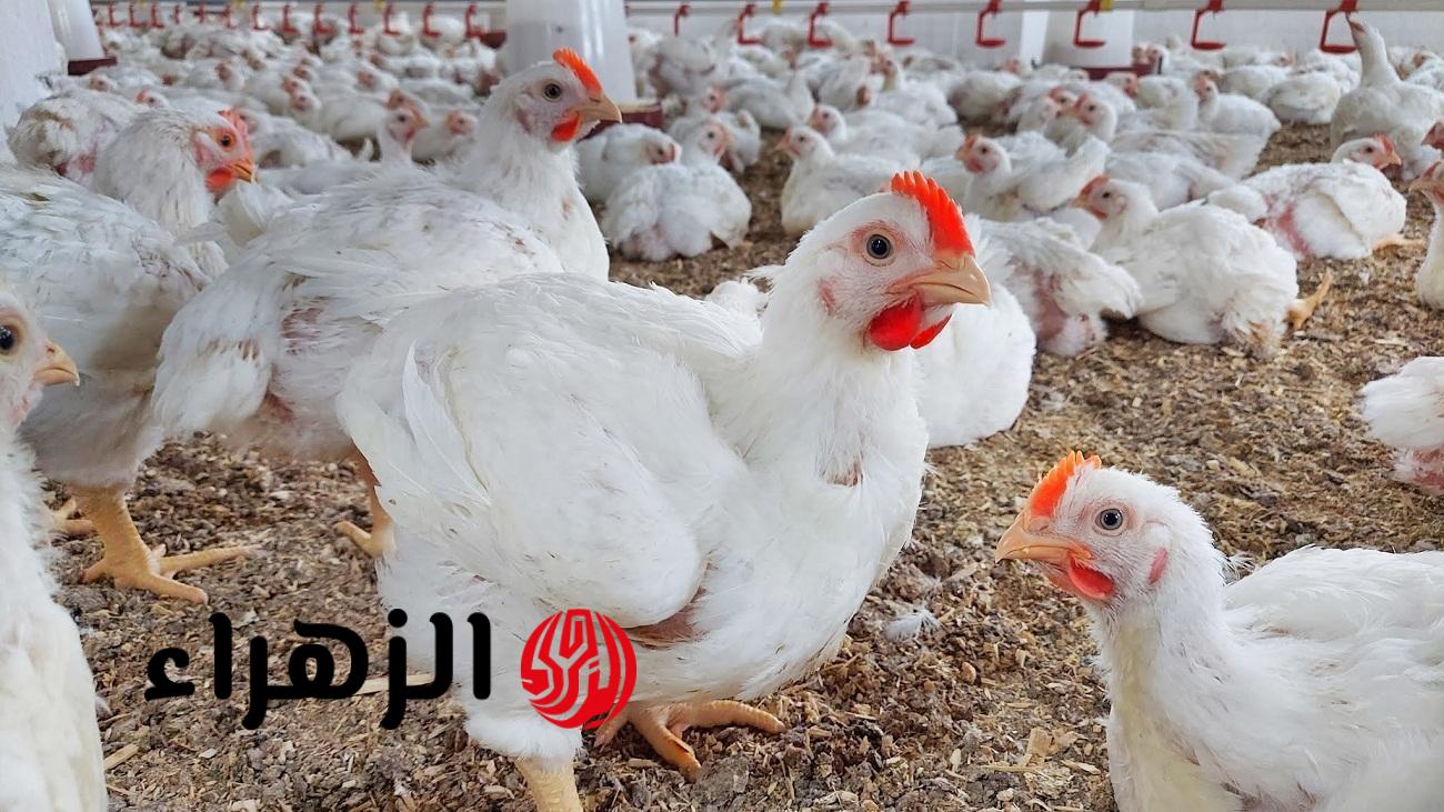 مفيش بـ 100 جنيه.. هبوط قوي في أسعار الدواجن بالأسواق وهذا ثمن الكيلو الآن