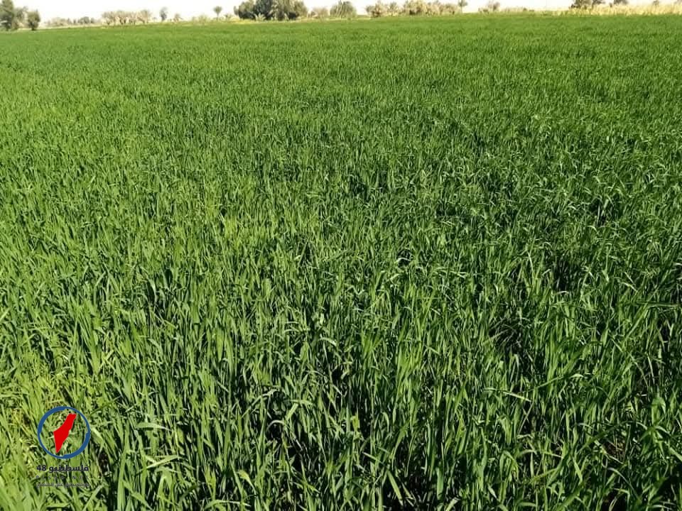 موسم مبشر لمحصول الذهب الأصفر بالوادى الجديد.. اقتراب حصاد 400 ألف فدان قمح بزيادة 67 ألف فدان عن الموسم الماضى