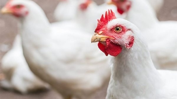 هبوط حاد في أسعار الدواجن وتراجع كبير لكيلو البانيه بالأسواق اليوم