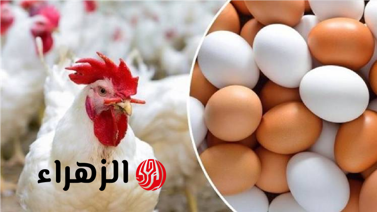 هبوط قوي في أسعار الدواجن بالأسواق.. وهذا ثمن الكيلو الآن