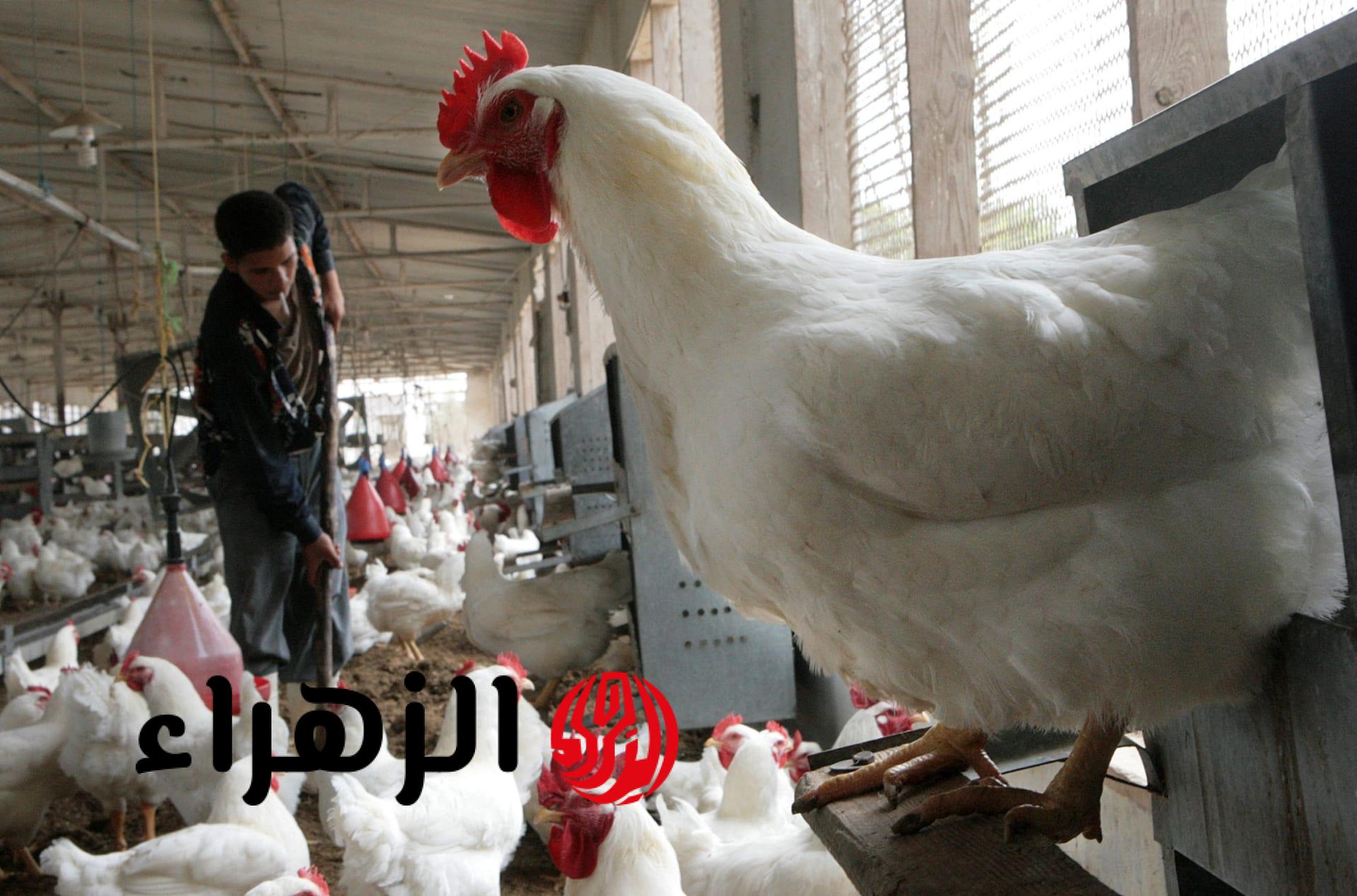 “وقع من العاشر”.. هبوط في أسعار الدواجن والبيض اليوم | شوف الكيلو وصل كام