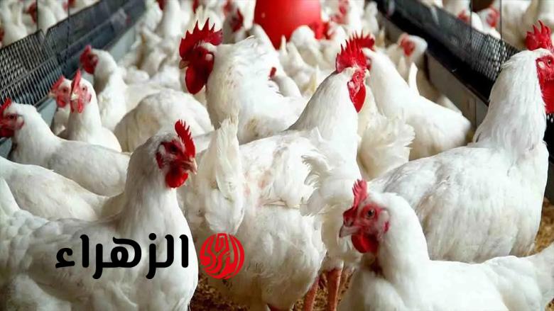 “وقعت من العاشر”.. شعبة الدواجن تكشف مفاجأة بشأن أسعار الفراخ بالأسواق
